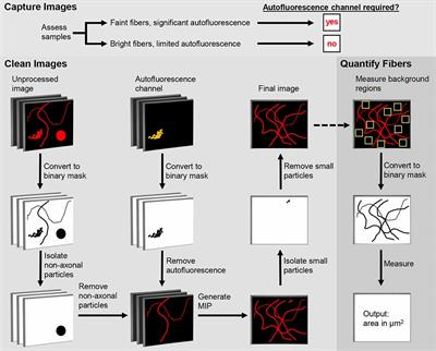 DEFiNE: A Method for Enhancement and Quantification of Fluorescently Labeled Axons